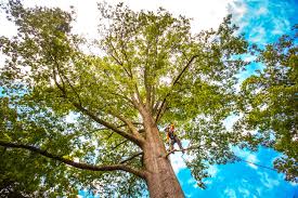 Best Commercial Tree Services  in Hartford, SD