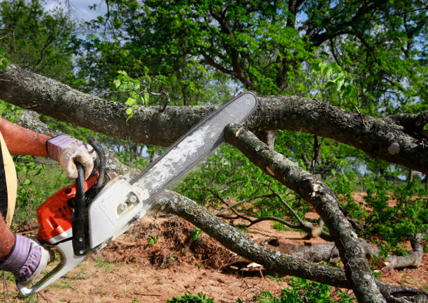 Best Firewood Processing and Delivery  in Hartford, SD